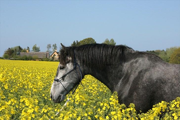 Cruzado MAÑOSO - forår 2010 ! ;D . <3 billede 7