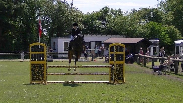 Dansk Varmblod Rinkenæs lucky joy- SOLGT - spring srr 1. plads billede 18