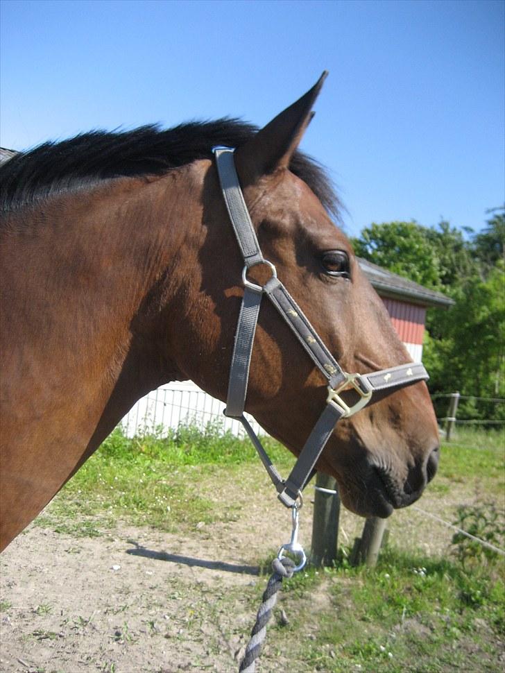 Oldenborg Vladimir billede 9