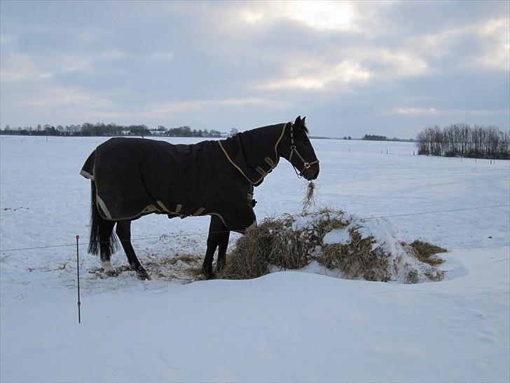 Oldenborg Vladimir - En kold vinterdag på Landbrugsskolen billede 10