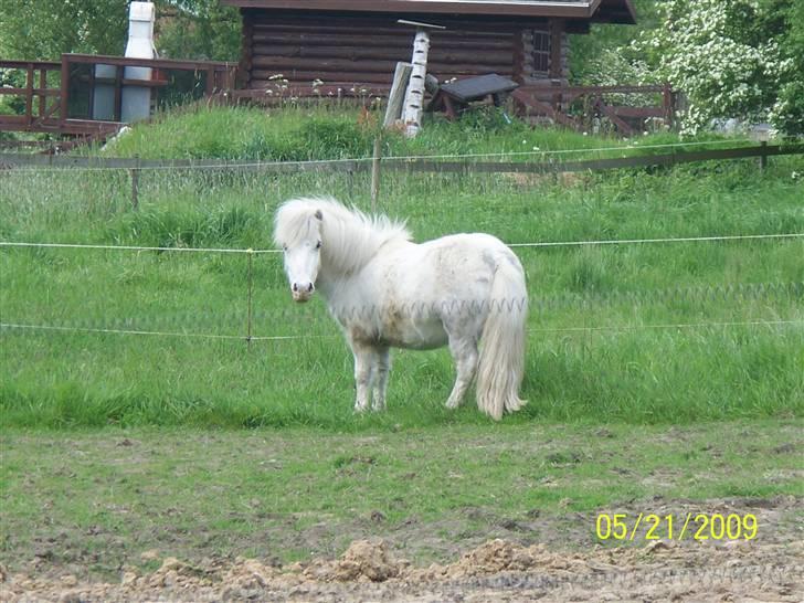 Anden særlig race Napoleon billede 4