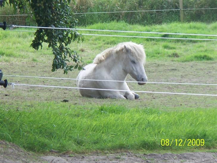 Anden særlig race Napoleon billede 5