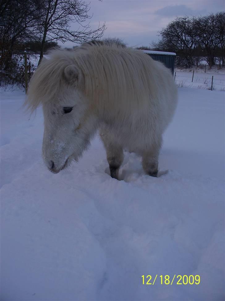 Anden særlig race Napoleon billede 6