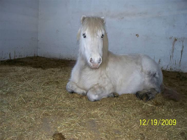 Anden særlig race Napoleon billede 7