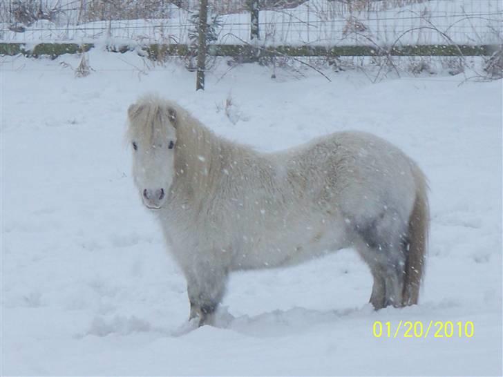 Anden særlig race Napoleon billede 8
