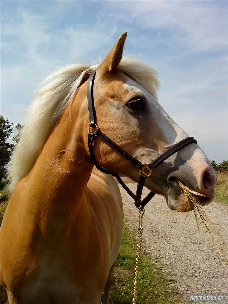 Tyroler Haflinger Nuuk Lundgaard billede 1