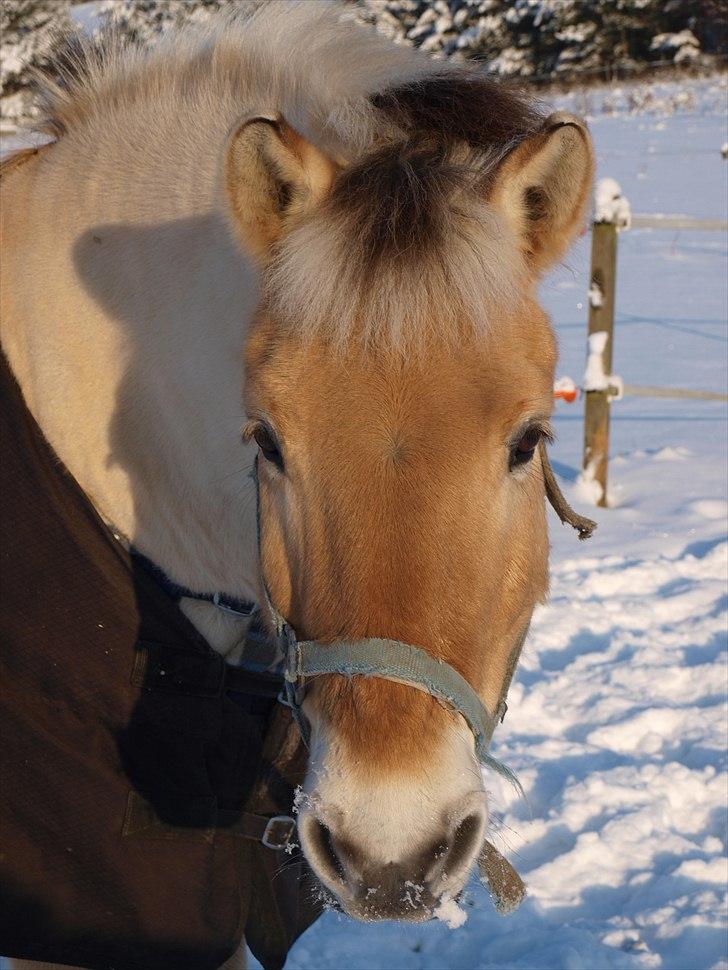 Fjordhest Micky (Penti) <3 - på fold. taget af: Bing-Photography billede 16