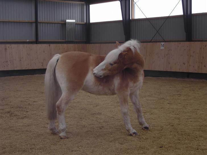 Tyroler Haflinger Nuuk Lundgaard billede 2