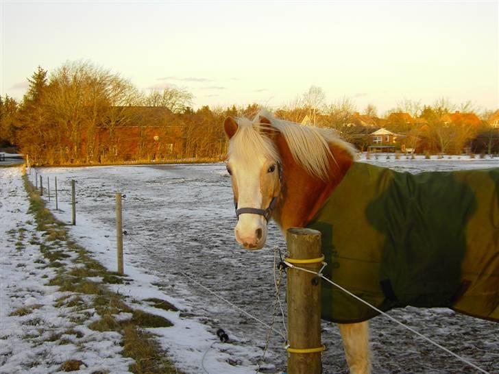 Tyroler Haflinger Nuuk Lundgaard billede 3