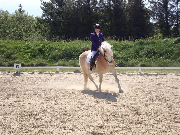 Tyroler Haflinger Nuuk Lundgaard billede 4