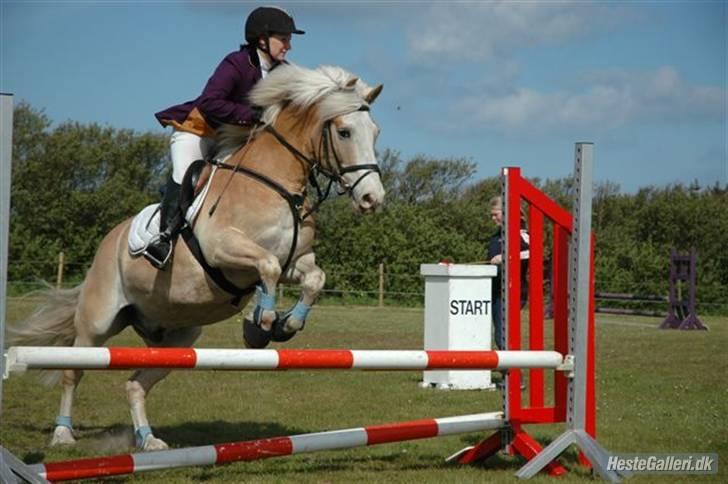 Tyroler Haflinger Nuuk Lundgaard billede 5