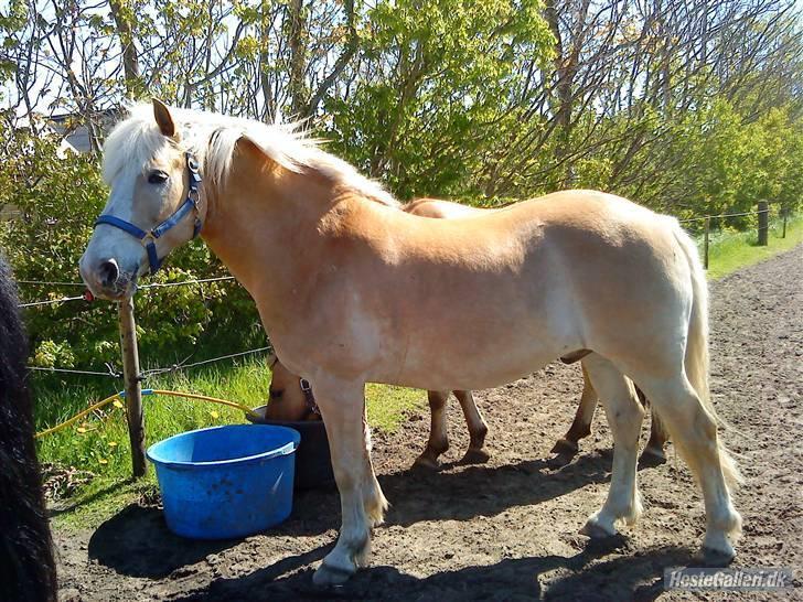 Tyroler Haflinger Nuuk Lundgaard billede 6