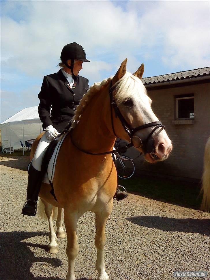 Tyroler Haflinger Nuuk Lundgaard billede 7