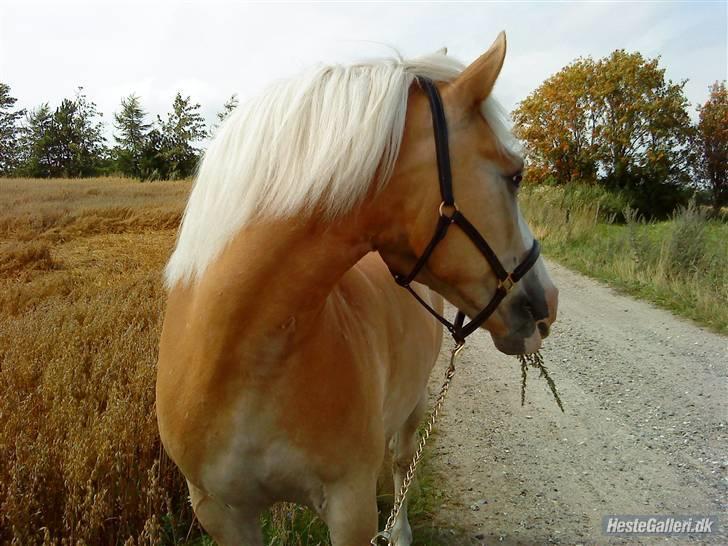 Tyroler Haflinger Nuuk Lundgaard billede 8