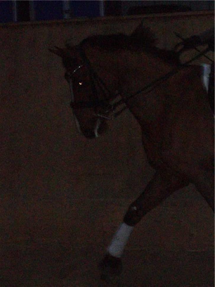 Dansk Varmblod Camelot Scarlet *SOLGT* billede 6