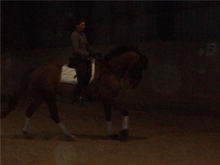 Dansk Varmblod Camelot Scarlet *SOLGT* billede 12