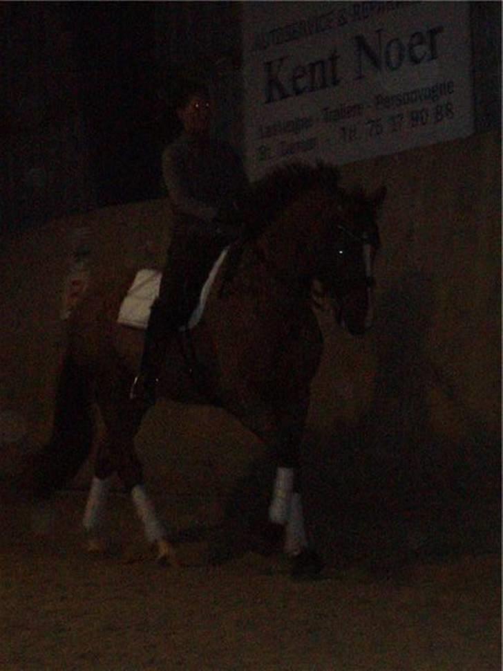 Dansk Varmblod Camelot Scarlet *SOLGT* billede 13