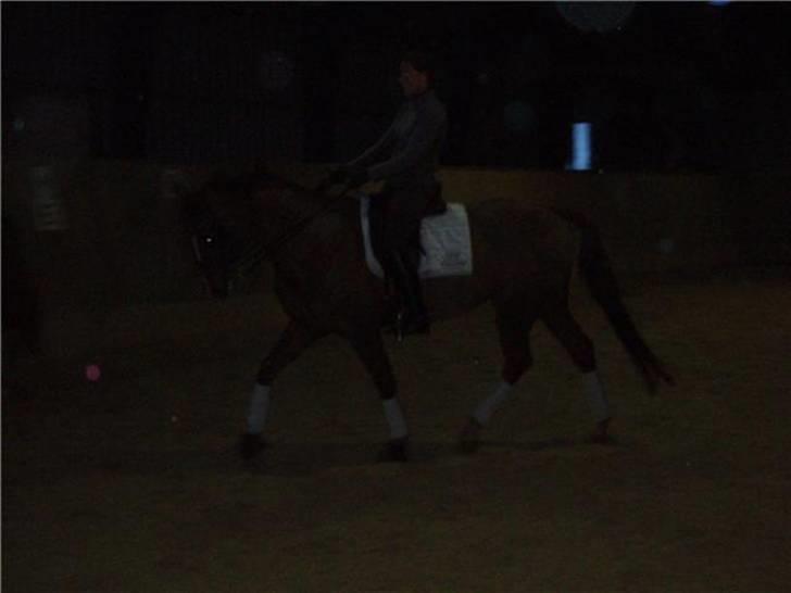 Dansk Varmblod Camelot Scarlet *SOLGT* billede 14