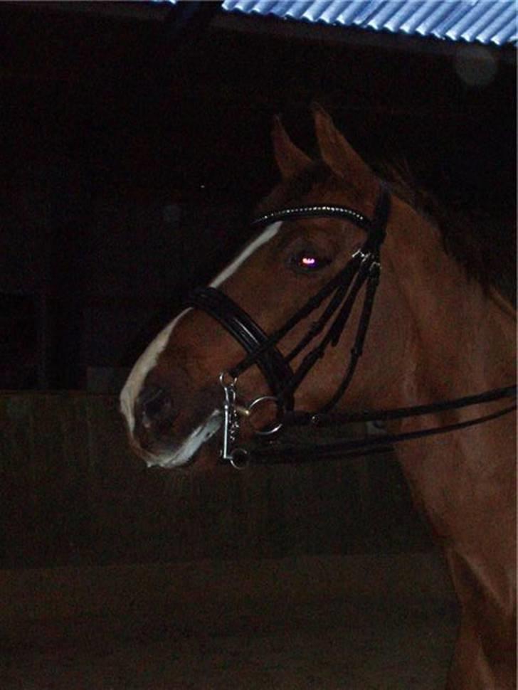 Dansk Varmblod Camelot Scarlet *SOLGT* billede 16