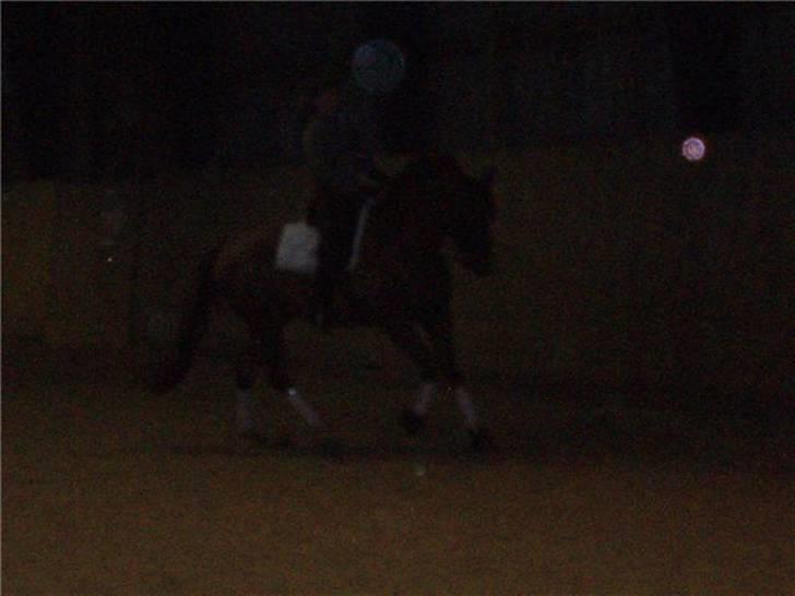 Dansk Varmblod Camelot Scarlet *SOLGT* billede 17