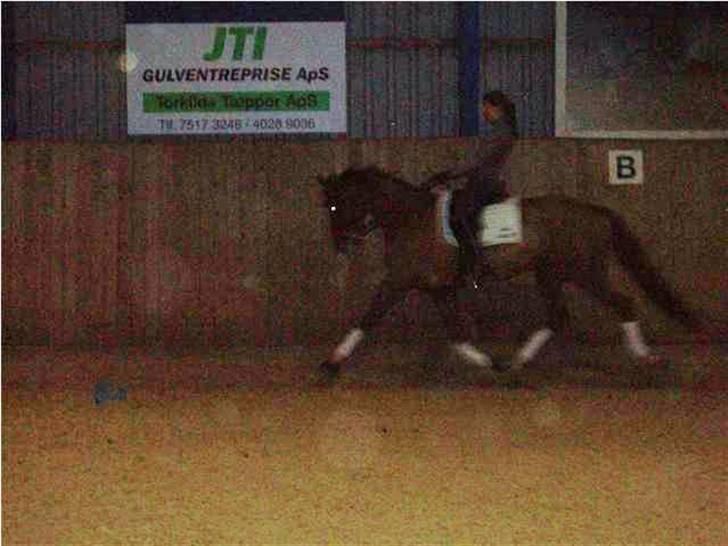 Dansk Varmblod Camelot Scarlet *SOLGT* billede 20