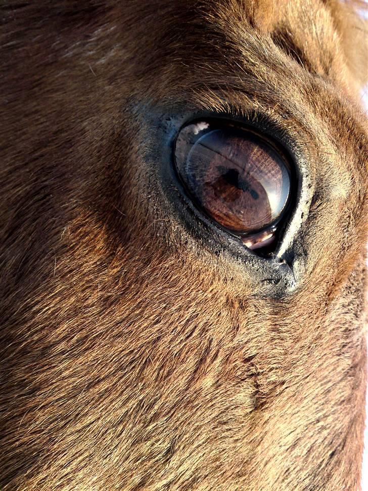 Traver Aka Lendalund billede 20