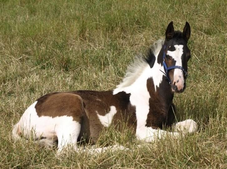 Pinto Søgaards Crelani - Velkommen til Crelani´s profil <3 billede 1