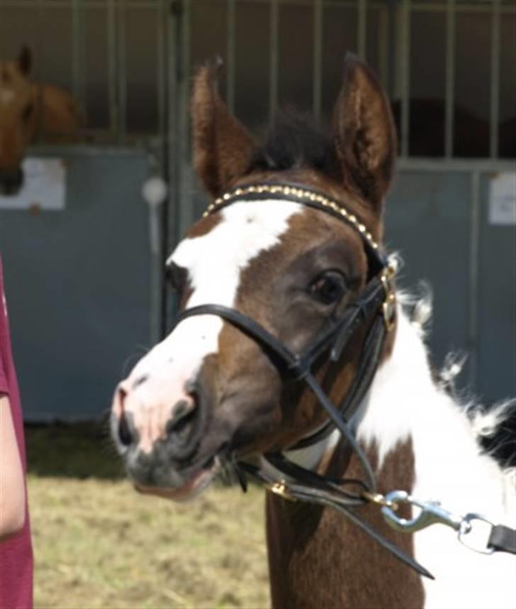 Pinto Søgaards Crelani - Crelani da han var til dyrskue med sin mor billede 2