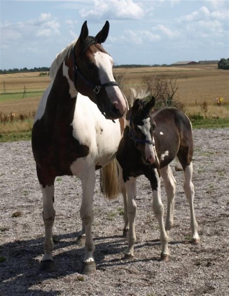 Pinto Søgaards Crelani - Crelani og hans mor Asani billede 3