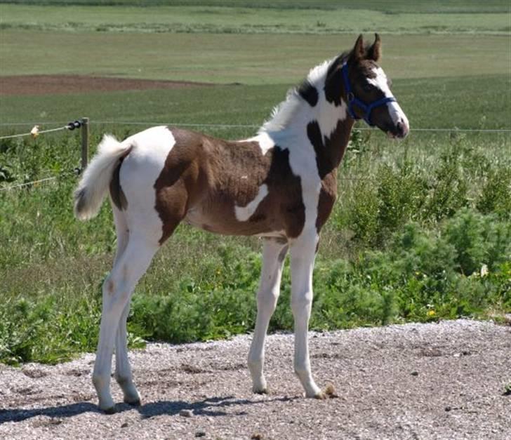 Pinto Søgaards Crelani - Crelani hos sin opdrætter billede 4