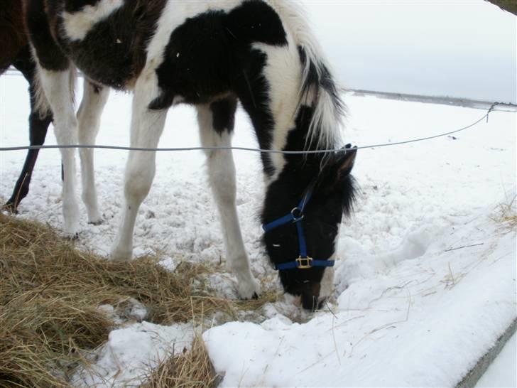 Pinto Søgaards Crelani billede 5