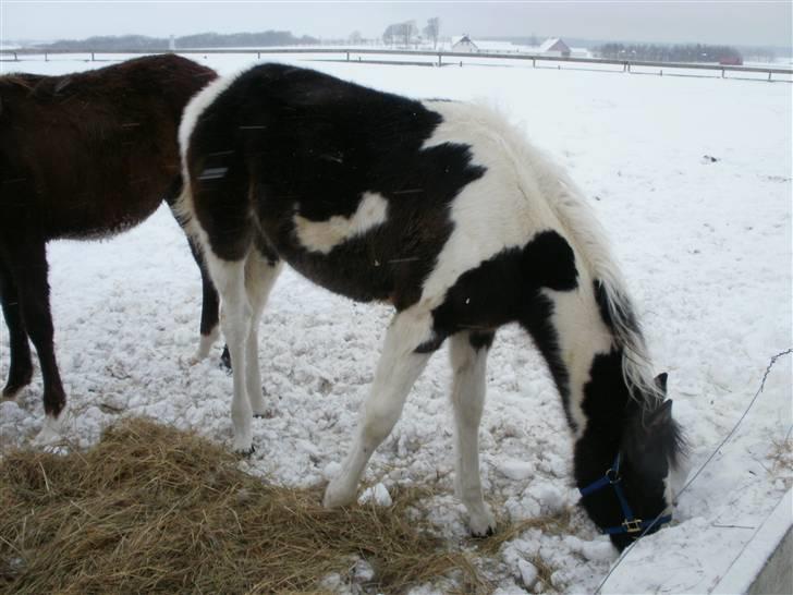 Pinto Søgaards Crelani billede 6