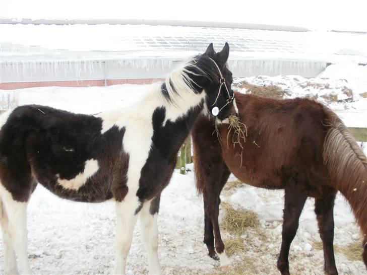 Pinto Søgaards Crelani billede 7