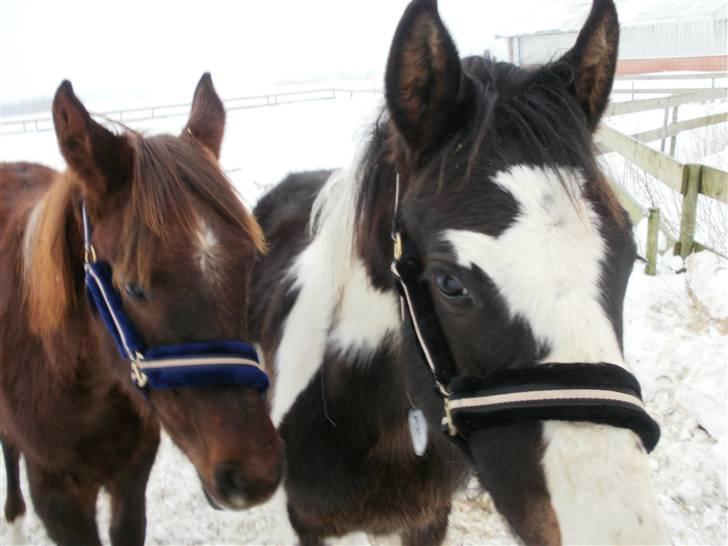 Pinto Søgaards Crelani - Bedste kammerater for evigt billede 8