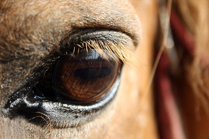 Islænder Kemba v. Asbeck  - 16. Hendes smukke øje .. Foto: Mig billede 16