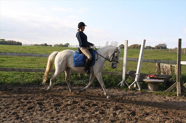 Lipizzaner Tasya - Der er intet så skønt, som når hesten stoler på sin rytter - så bliver der overskud til lidt sjov. Foto Jeanett Nørgaard billede 10