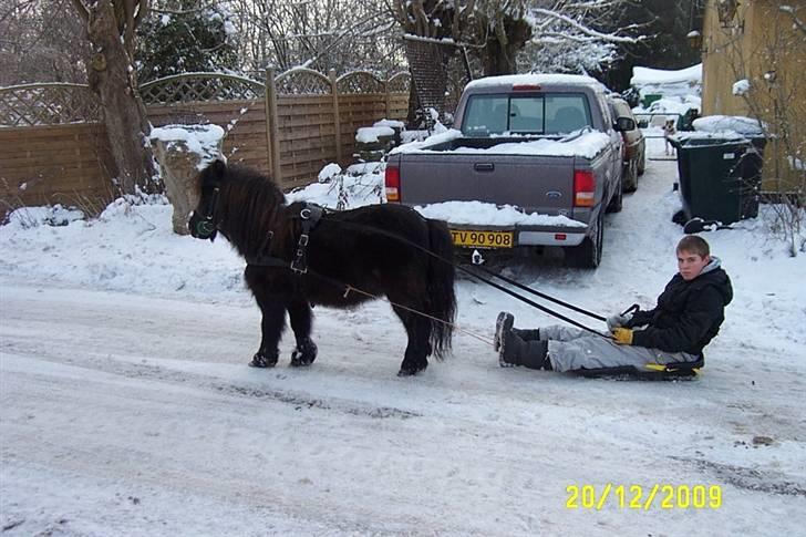 Shetlænder Beauty savner dig !! <3 - en dejlig dag med sne, så spændte jeg da lige kælken for :) foto: mor #14 billede 14