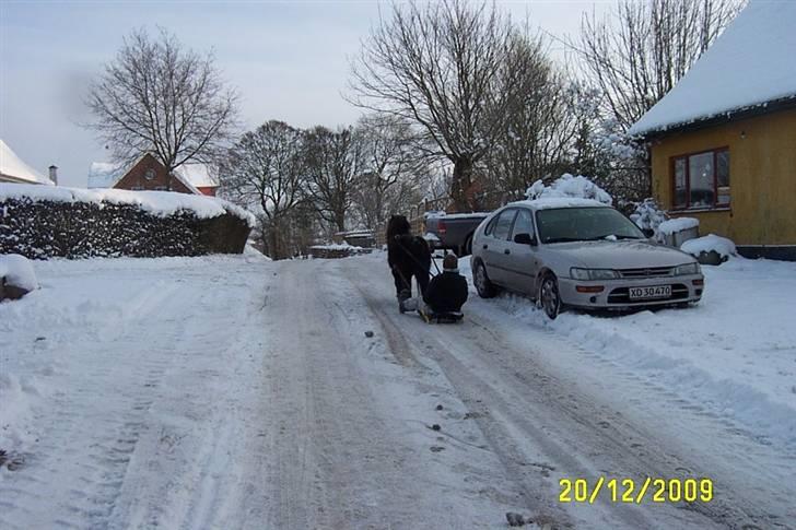 Shetlænder Beauty savner dig !! <3 - kælkning foto: mor <3 #15 billede 15