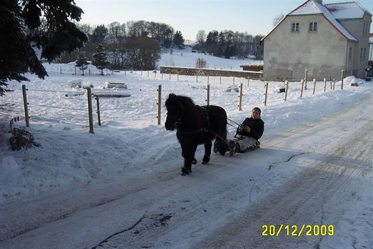 Shetlænder Beauty savner dig !! <3 - kælkning foto: mor #16 billede 16