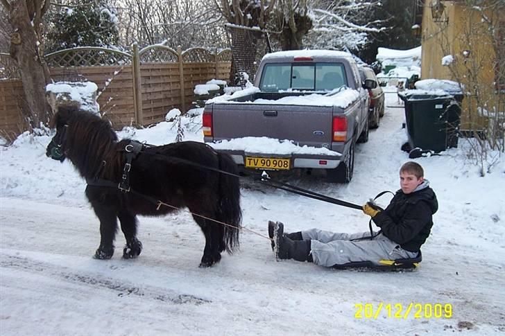 Shetlænder Beauty savner dig !! <3 - kælkning foto: mor <3 #17 billede 17