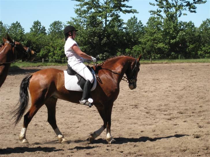 Anden særlig race No Chance Kronborg - på opvarmningsbanen hos sdr.toft rideklub.. billede 8