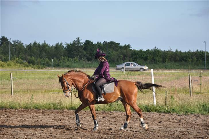 Anden særlig race No Chance Kronborg - Skt. Hans.. udklædningsspring på Holstebro sportrideklub.. skal forestille en heks.. Nymoderne.. hehe billede 9
