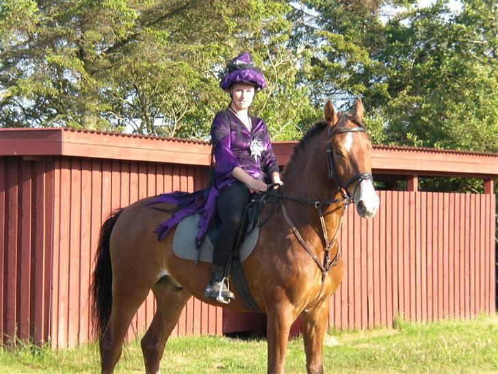 Anden særlig race No Chance Kronborg - Tja... jeg ligner jo mig selv.. udklædt som heks til kostumespring på holstebro sportsrideklub.. billede 10