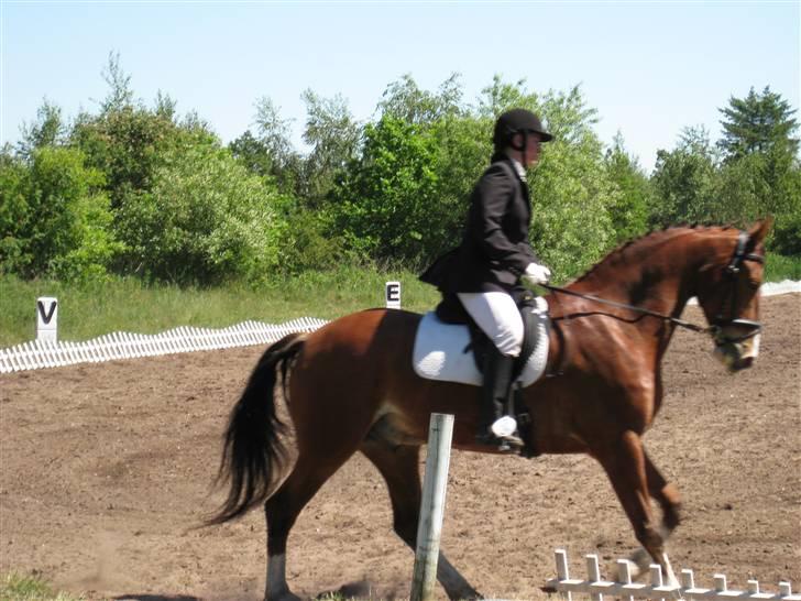 Anden særlig race No Chance Kronborg - hm.. hesten går som en drøm, men rytteren "mig" sidder lidt træls der.. hmm billede 11