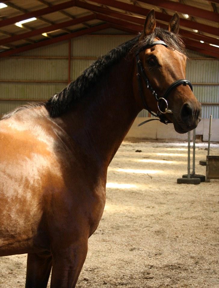 Dansk Varmblod Rimplers Hector Pascal billede 8