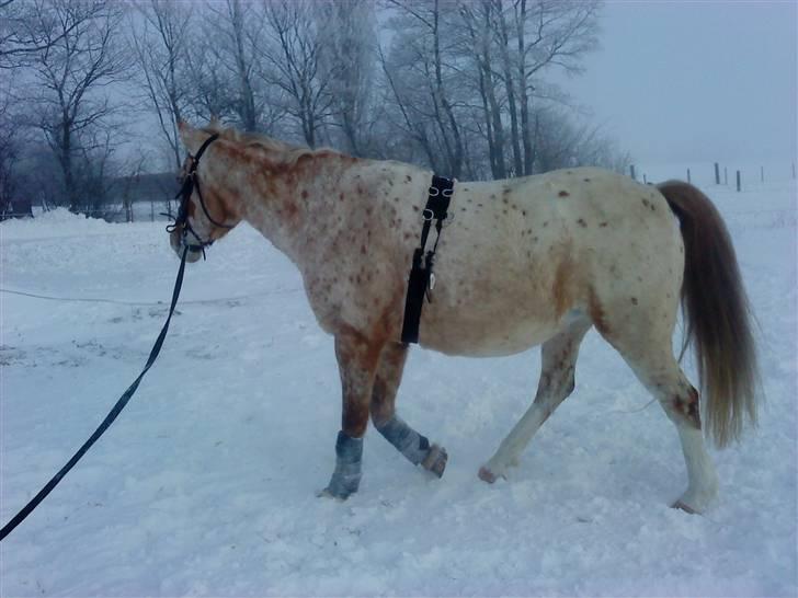 Knabstrupper Surprice billede 7