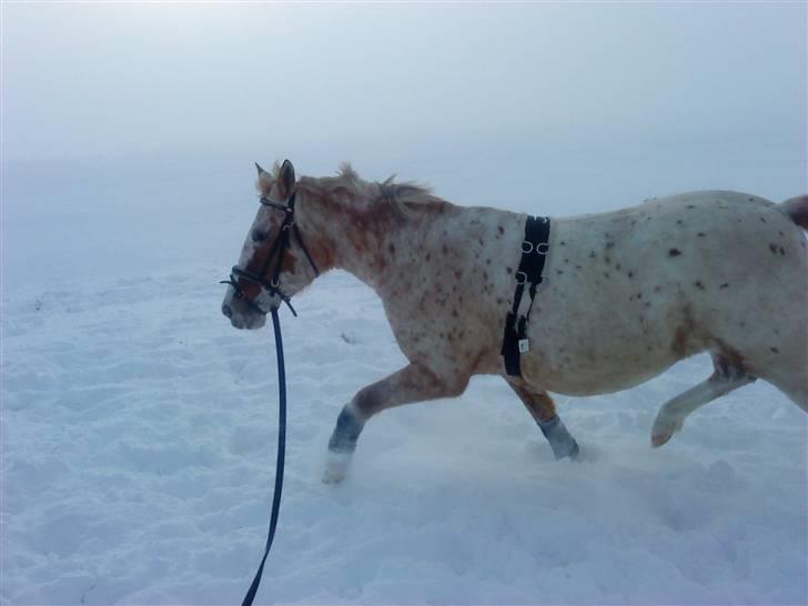 Knabstrupper Surprice billede 8