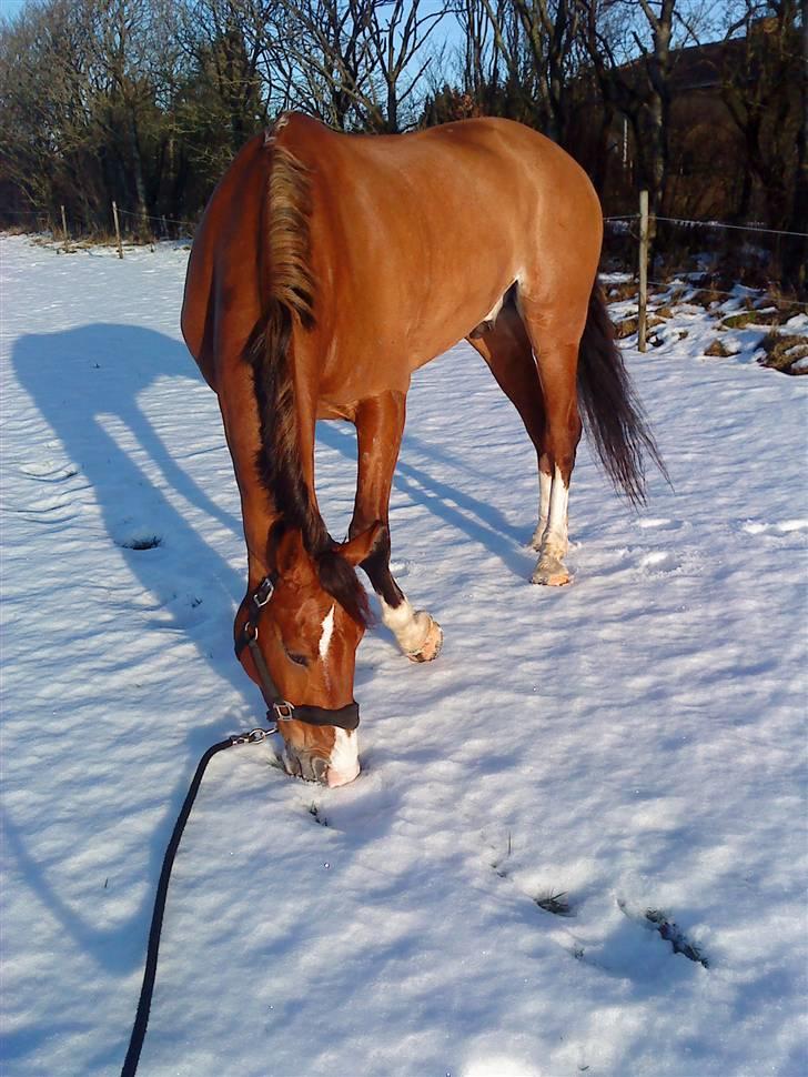 Anden særlig race No Chance Kronborg billede 13