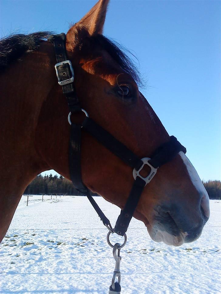 Anden særlig race No Chance Kronborg billede 14