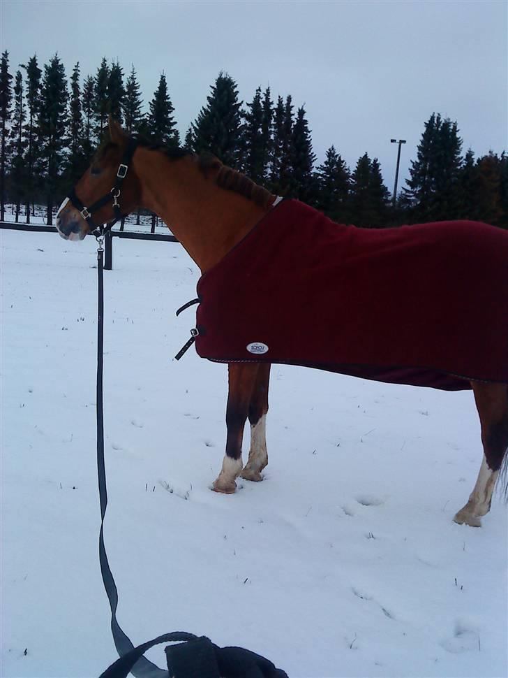 Anden særlig race No Chance Kronborg billede 15